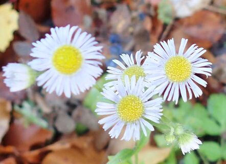 Flora am Wanderstart