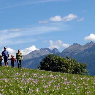 Wiese mit Blumen
