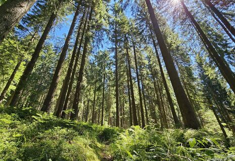 Naturschutzgebiet Drei Bächel
