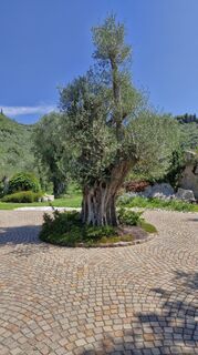 Fotografija s spletne strani George Tangara na poti