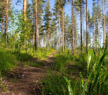 Waldpfad