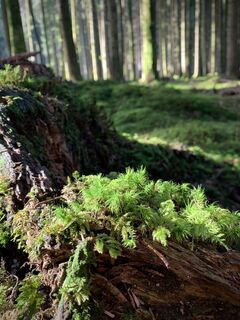 Waldboden