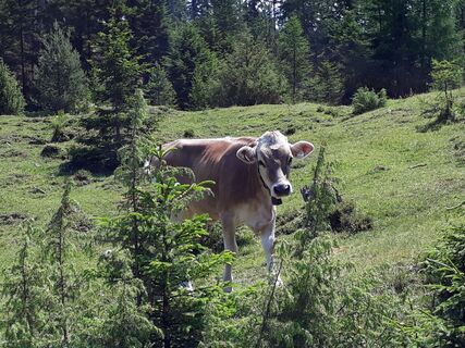 Simmeringalm