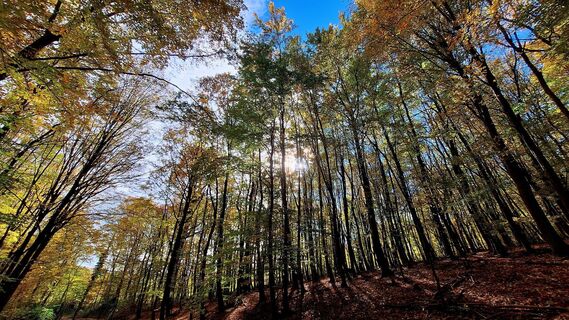 Fotografia z Regina Fleischmann na trase