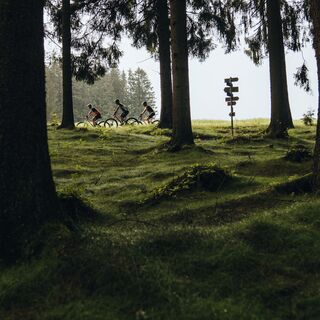 Mountainbiker fahren bei einer Baumgrenze