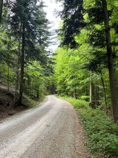 .. auf einen Forstweg mit moderater Steigung