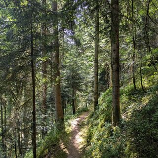 Die letzten Kilometer geht es nur noch bergab bis nach Hornberg.