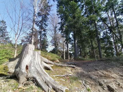 Foto von Wanderfux entlang der Tour