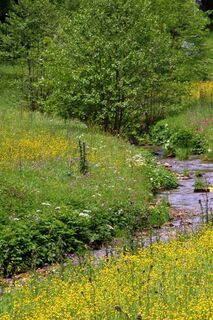 Kaltbrunner Talbach