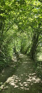 Photo de titi le long du parcours