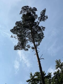 Riesenbaum4.jpeg