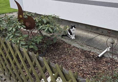 die gemeine, aber liebe Hauskatze