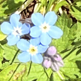 Fotografija s spletne strani mc6206 na poti