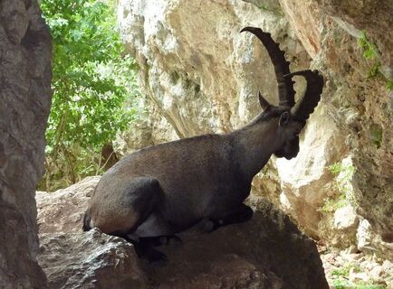 Steinbock (17.7.2010)