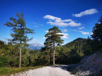 Erlauf_Walster1