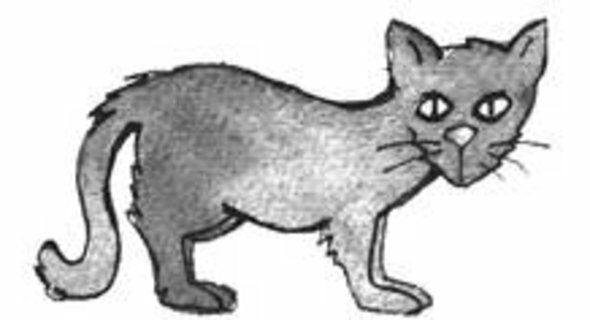 Kater Remus