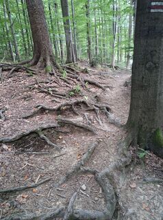 Photo de Jan Wojciechowski 1 le long du parcours