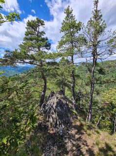 Photo de Hans Reiter 2 le long du parcours