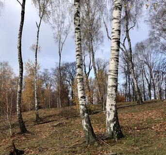 Zdjęcie z “Jerry” Brunetti wzdłuż trasy