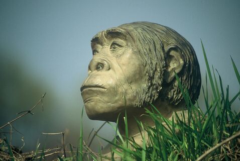 Lehrpfad des Homo Heidelbergensis, Mauer
