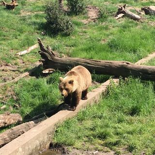 Bärin im Wildpark Gangelt