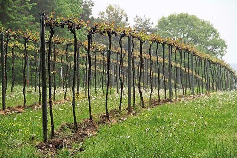 Weingarten