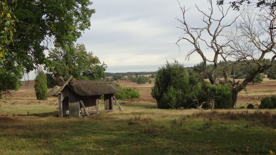 oberhaverbeck-bispingen-heide-bienenzaun