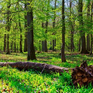 Hetzinger Eichenwald im Nationalpark Eifel