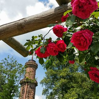 Der Friedrichsturm zur Rosenblüte