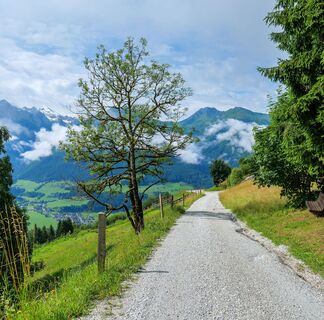 Forstweg mit Blick auf die Hohen Tauern