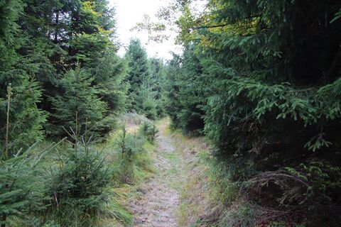 Naturnahe Pfade am Hemelbach