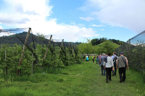 Durch die Obstplantage zum Renchdamm