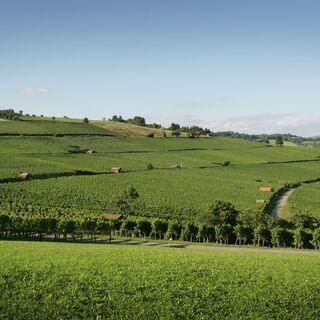 Hallau