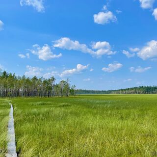 Moorlandschaft im Patvinsuo