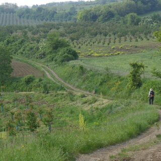 Fruška Gora
