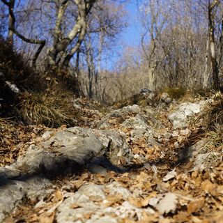 Ein Beispiel des Terrains auf dem 409B Trail