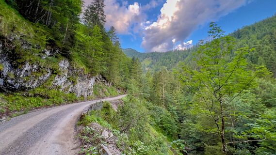 Stets leicht bergauf führt die Wanderung auf der Forststraße zur Rotwandalm.