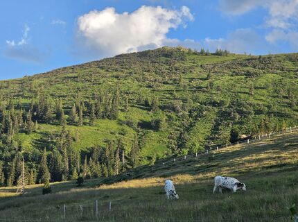 Fotografija s spletne strani MRDL na poti