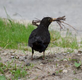 Amsel