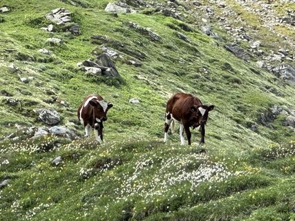 Fotografija s spletne strani Edser Knol na poti
