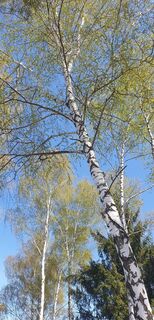 Zdjęcie z Ingeborg Maislinger wzdłuż trasy