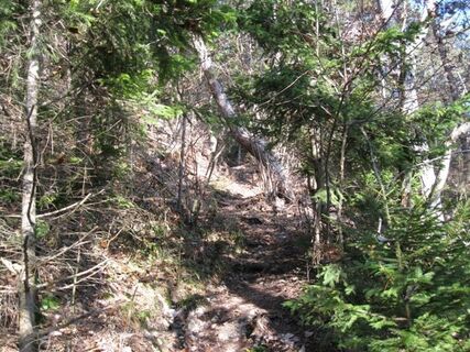 Hanselsteig, Hohe Wand