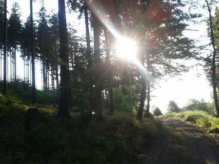 Ein Sonnenstrahl fällt durch die Bäume