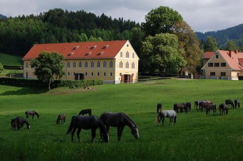 Außenhof Wilhelm mit Junghengsten
