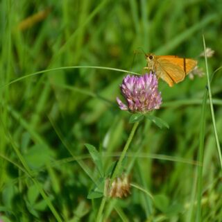 Wiese und Schmetterling