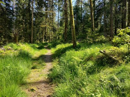 Waldpfad