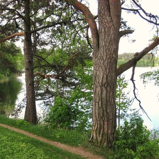 Kaihunharju