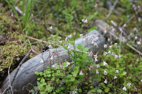 Entlang des Vanamot Orrainpolku