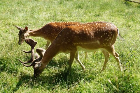 Damwild in Bad Wünnenberg