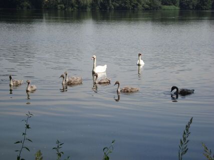Neues Leben auf dem Teich - Schwäne